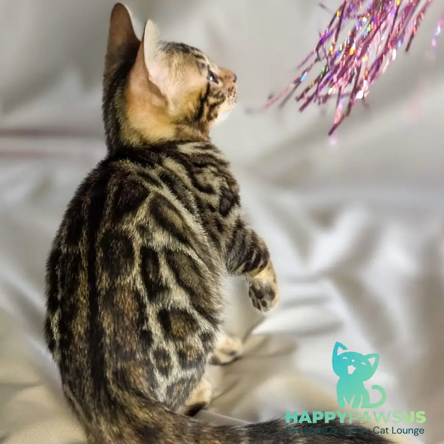 Maui Bengal male black spotted tabby - live animals