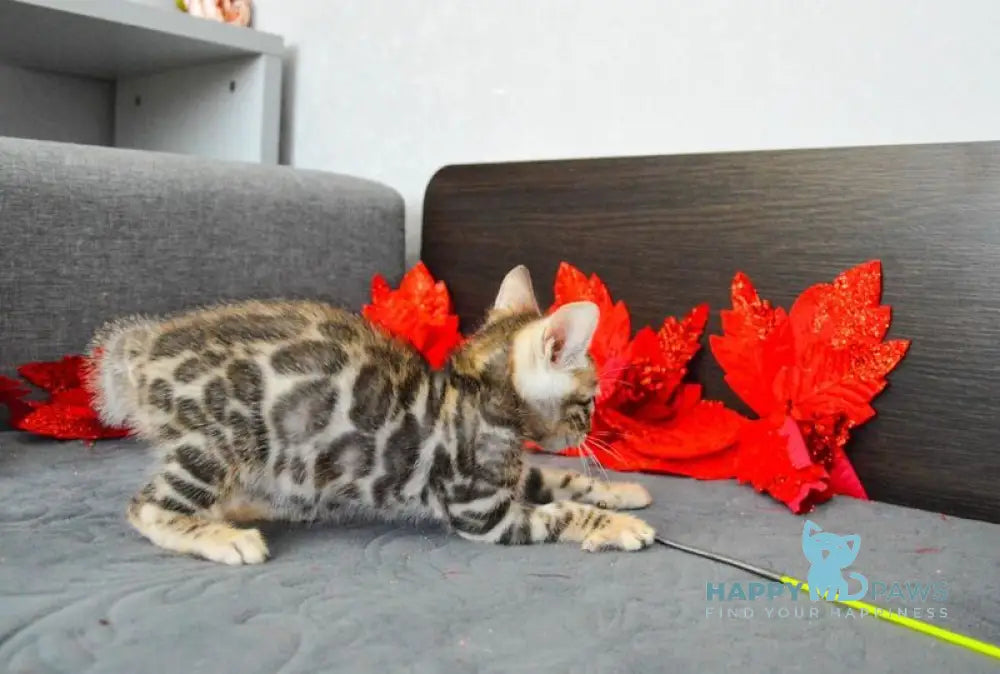 Maurice Bengal male black spotted tabby live animals
