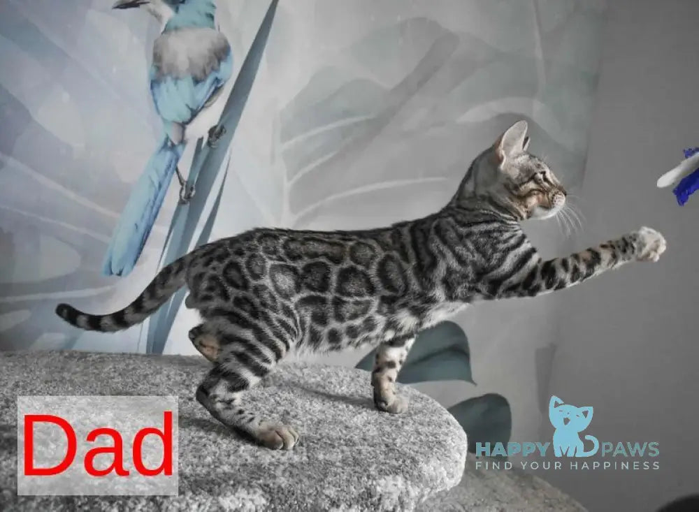 Maurice Bengal male black spotted tabby live animals