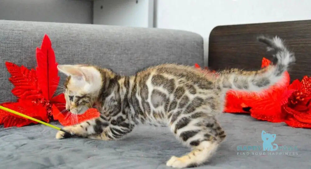 Maurice Bengal male black spotted tabby live animals