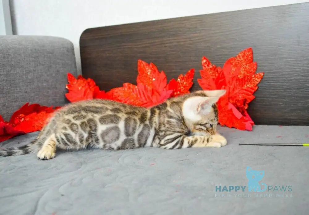 Maurice Bengal male black spotted tabby live animals