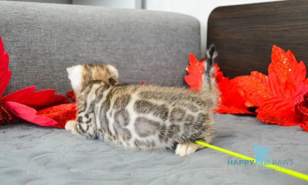 Maurice Bengal male black spotted tabby live animals