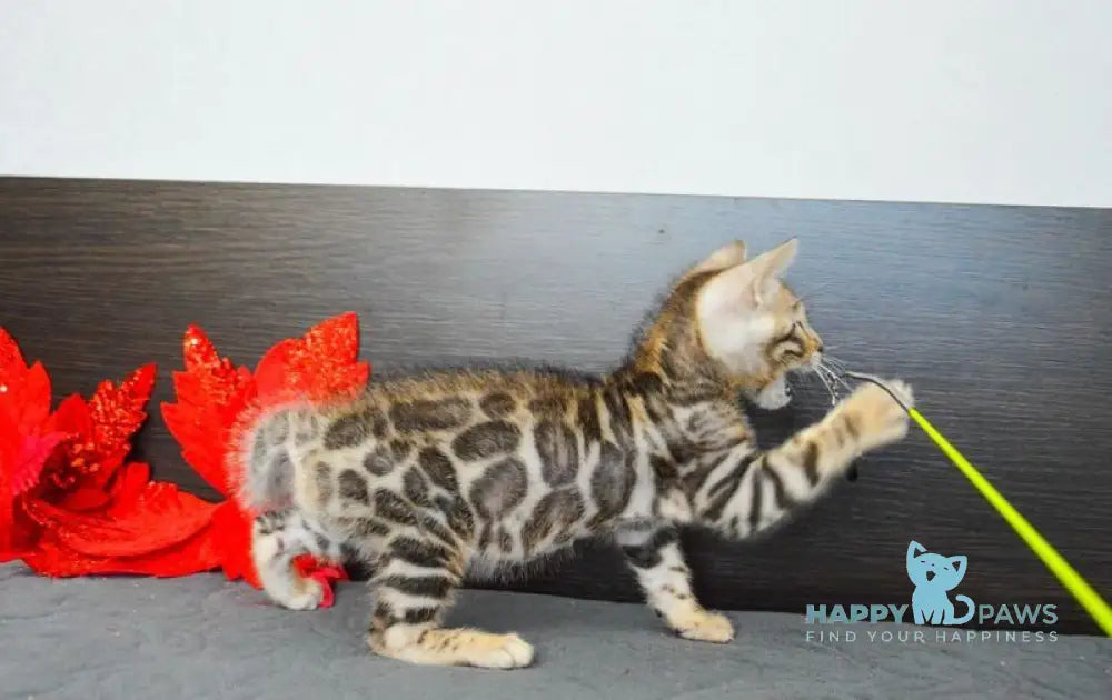 Maurice Bengal male black spotted tabby live animals