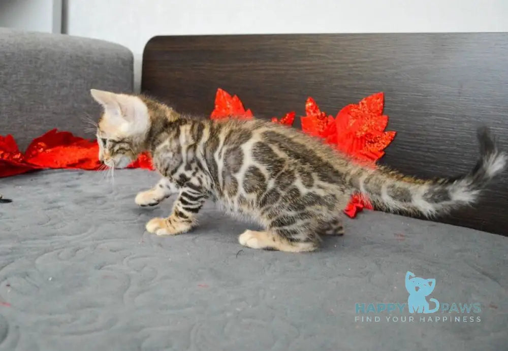 Maurice Bengal male black spotted tabby live animals