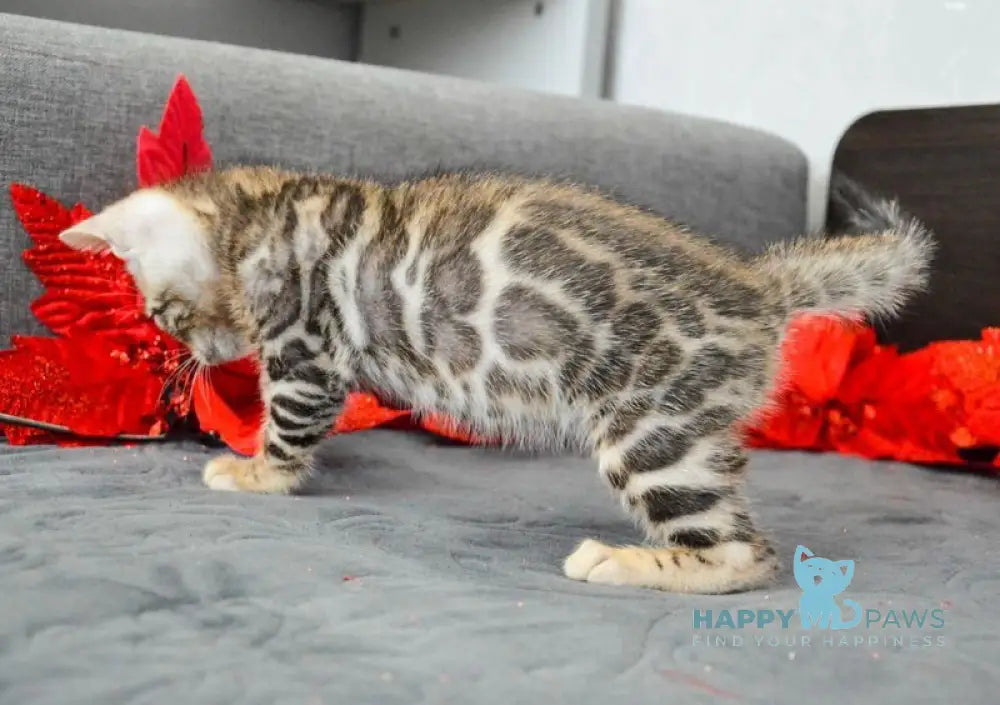 Maurice Bengal male black spotted tabby live animals