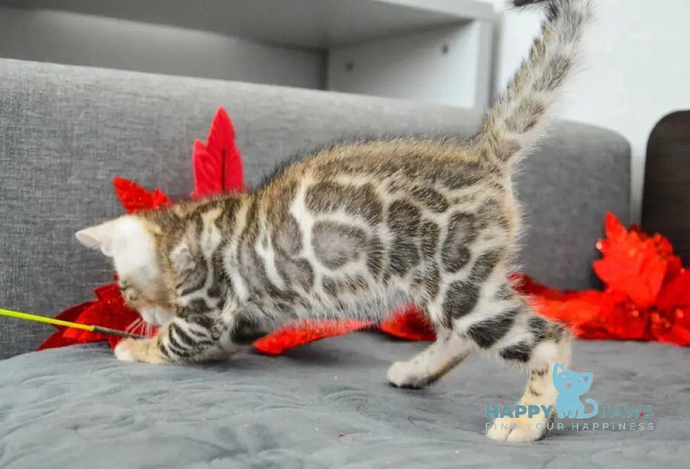 Maurice Bengal male black spotted tabby live animals