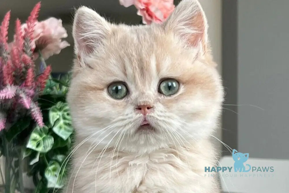 Maurice British Shorthair male lilac golden shaded live animals