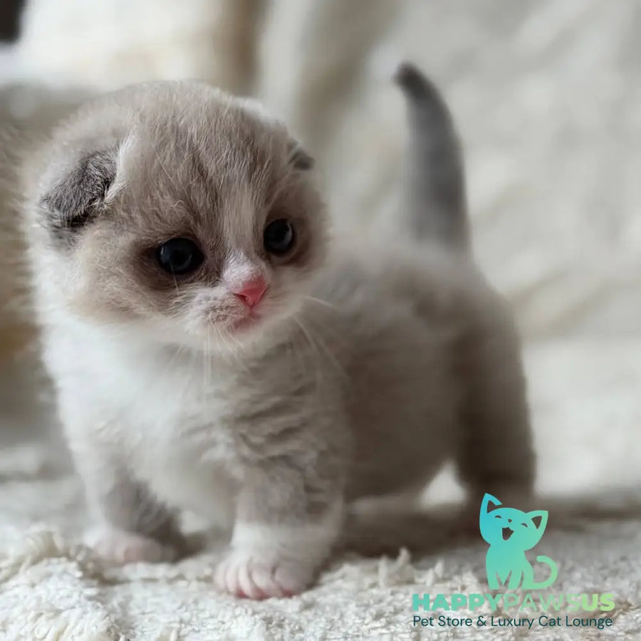 Maurice Munchkin male lilac bicolour pointed - live animals