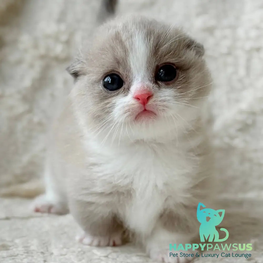Maurice Munchkin male lilac bicolour pointed - live animals
