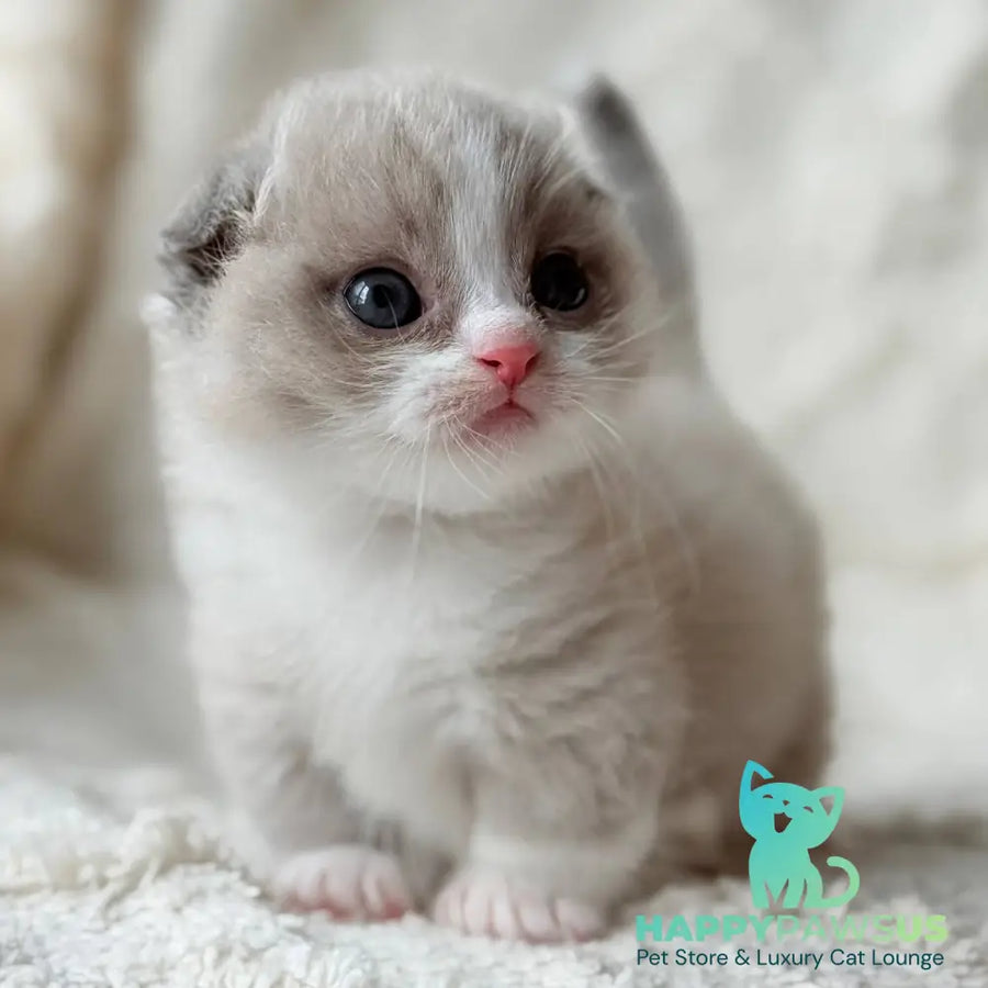 Maurice Munchkin male lilac bicolour pointed - live animals