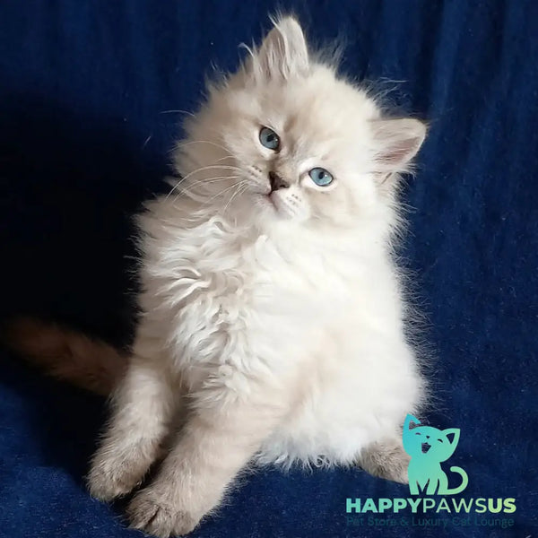 Maurice Siberian male black tabby pointed - live animals