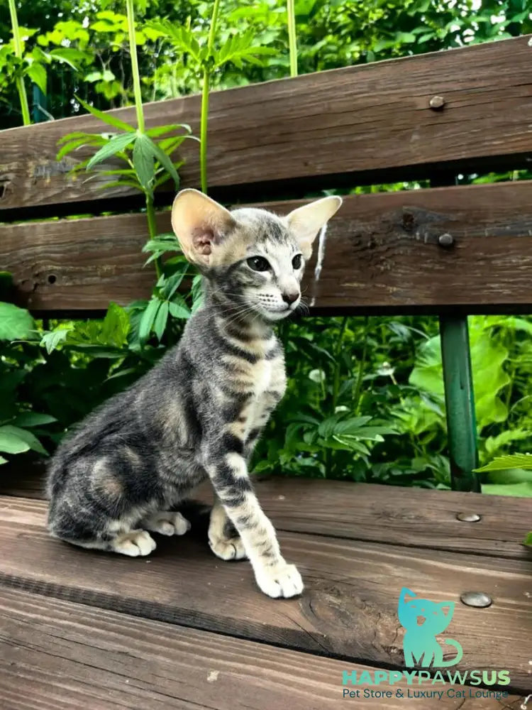 Mauti yeti Oriental Shorthair female blue tortie tabby - live animals