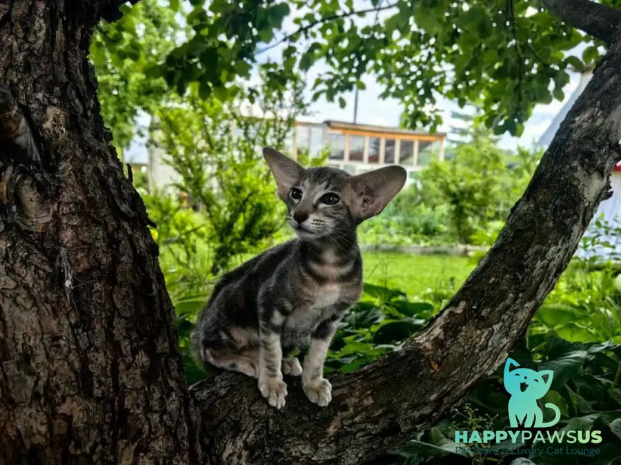 Mauti yeti Oriental Shorthair female blue tortie tabby - live animals