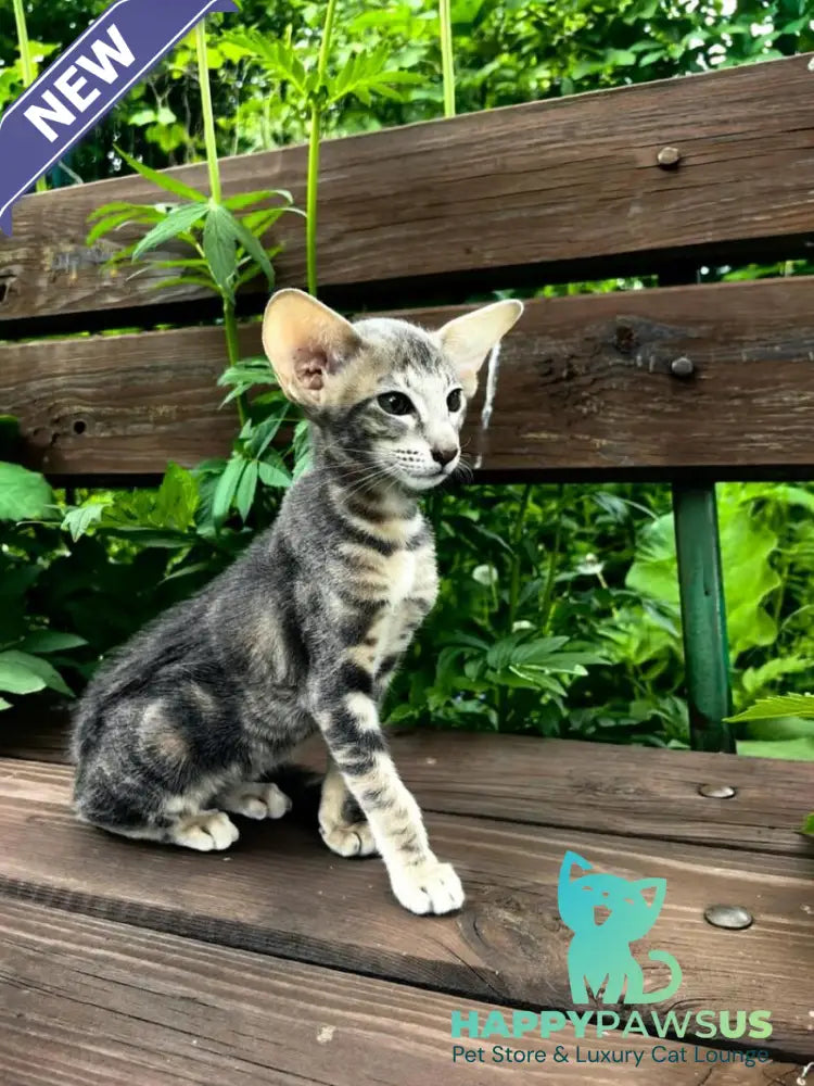 Mauti yeti Oriental Shorthair female blue tortie tabby - live animals