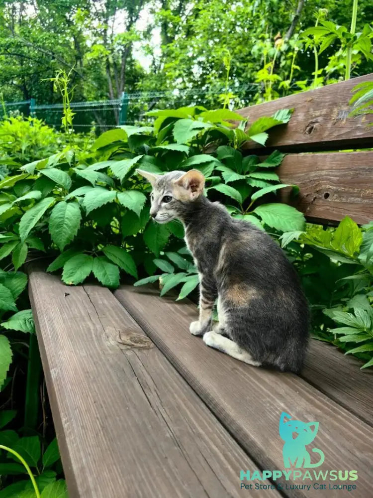 Mauti yeti Oriental Shorthair female blue tortie tabby - live animals