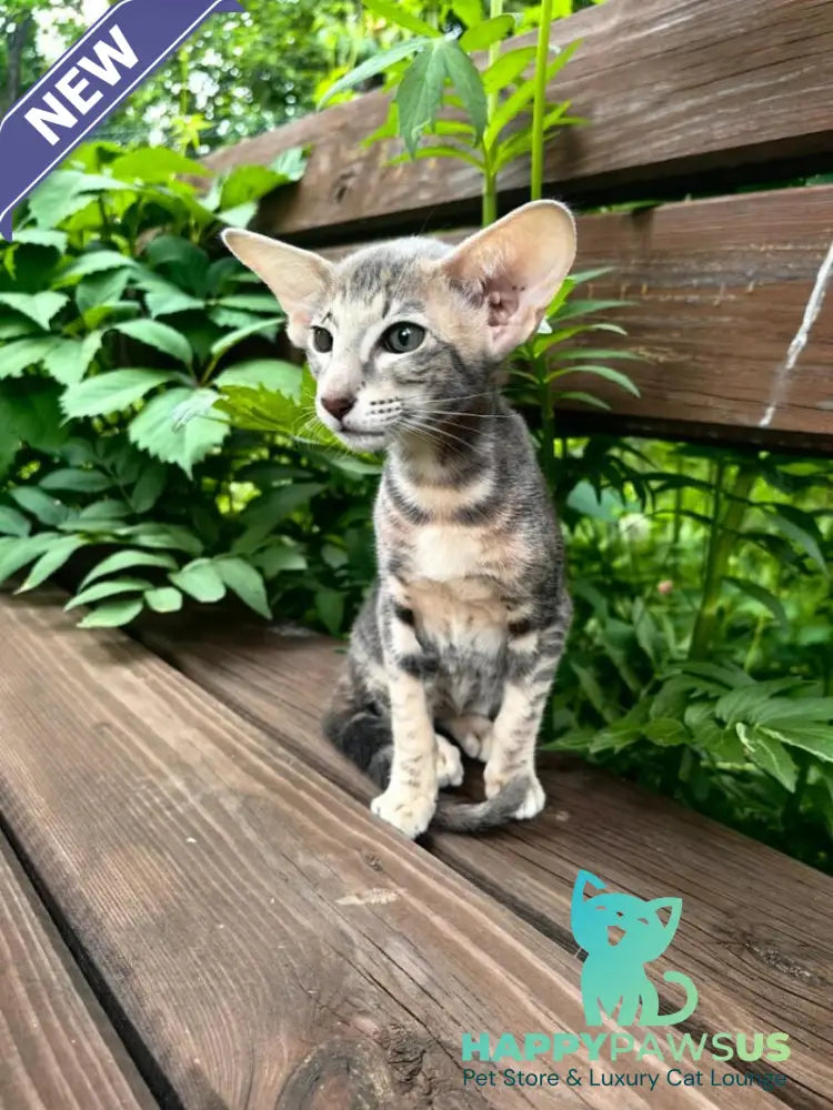 Mauti yeti Oriental Shorthair female blue tortie tabby - live animals