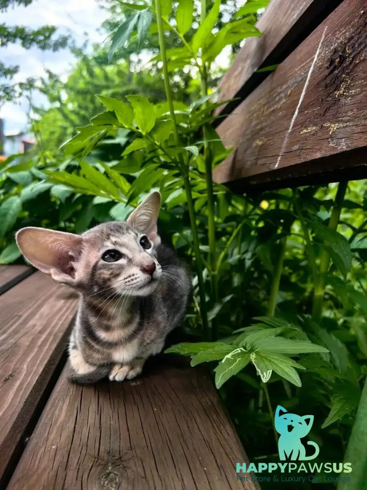 Mauti yeti Oriental Shorthair female blue tortie tabby - live animals