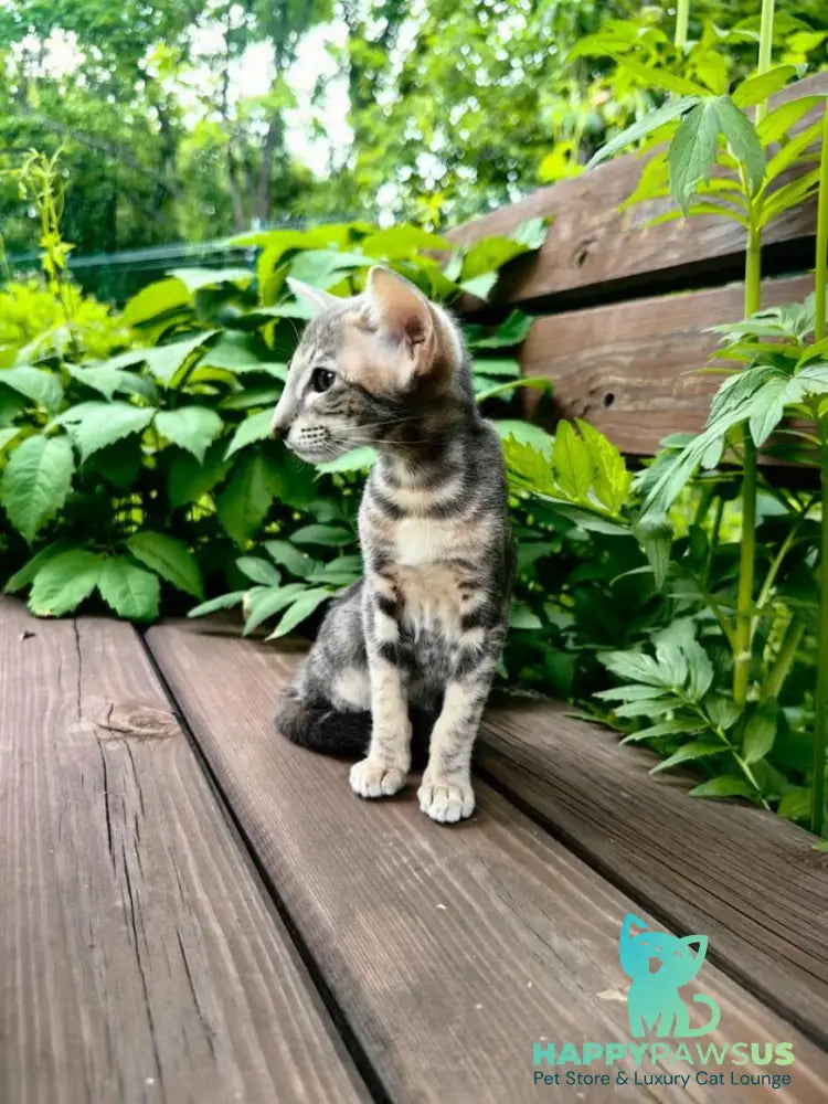 Mauti yeti Oriental Shorthair female blue tortie tabby - live animals