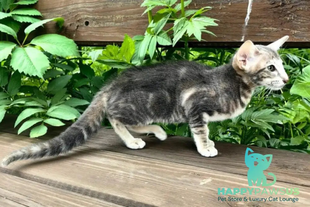 Mauti yeti Oriental Shorthair female blue tortie tabby - live animals