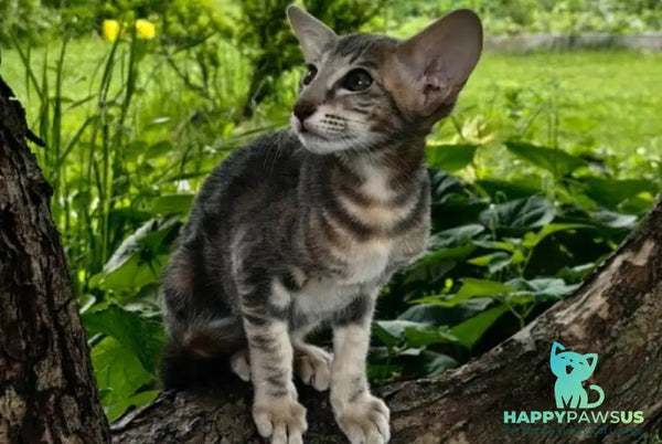 Mauti yeti Oriental Shorthair female blue tortie tabby - live animals