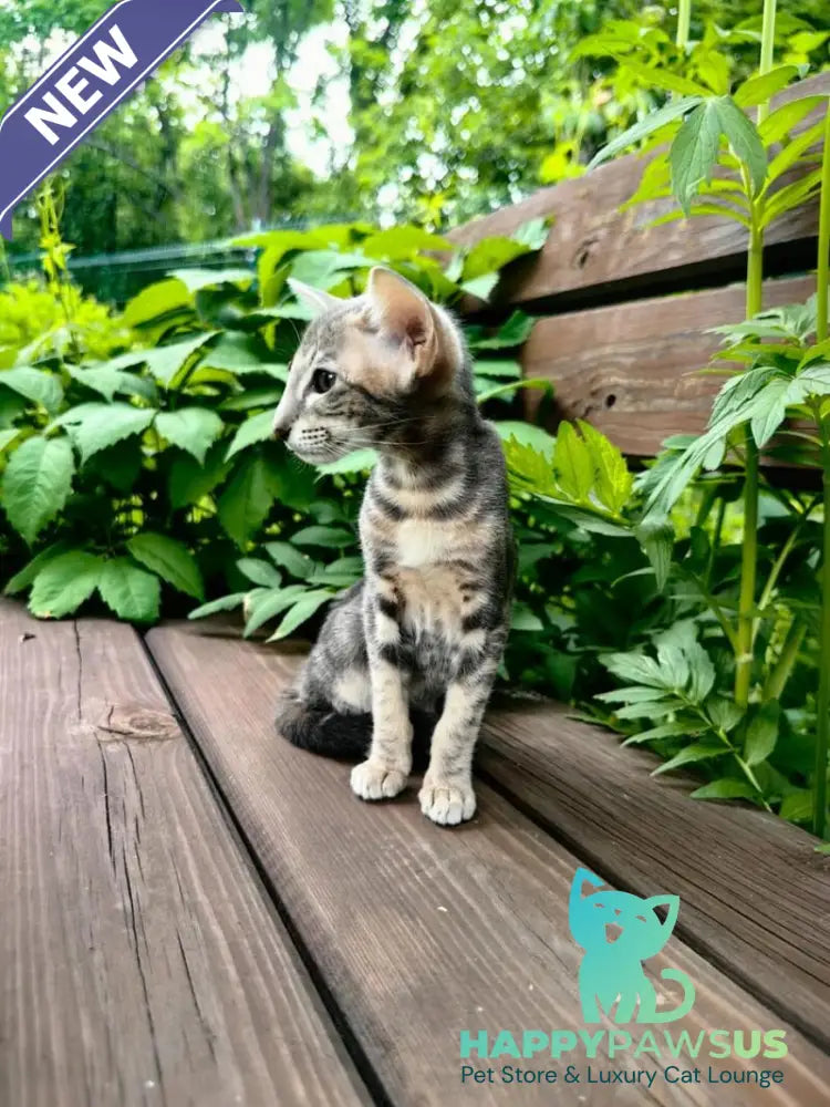 Mauti yeti Oriental Shorthair female blue tortie tabby - live animals