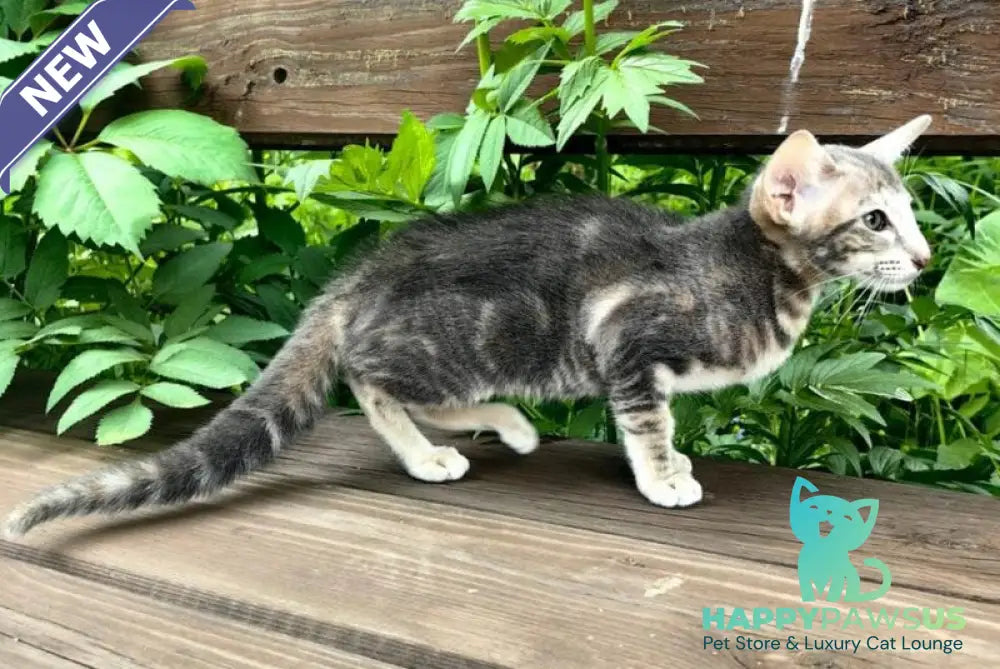 Mauti yeti Oriental Shorthair female blue tortie tabby - live animals