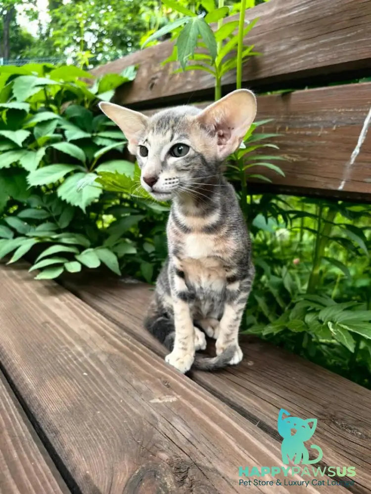Mauti yeti Oriental Shorthair female blue tortie tabby - live animals