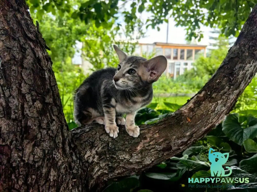 Mauti yeti Oriental Shorthair female blue tortie tabby - live animals