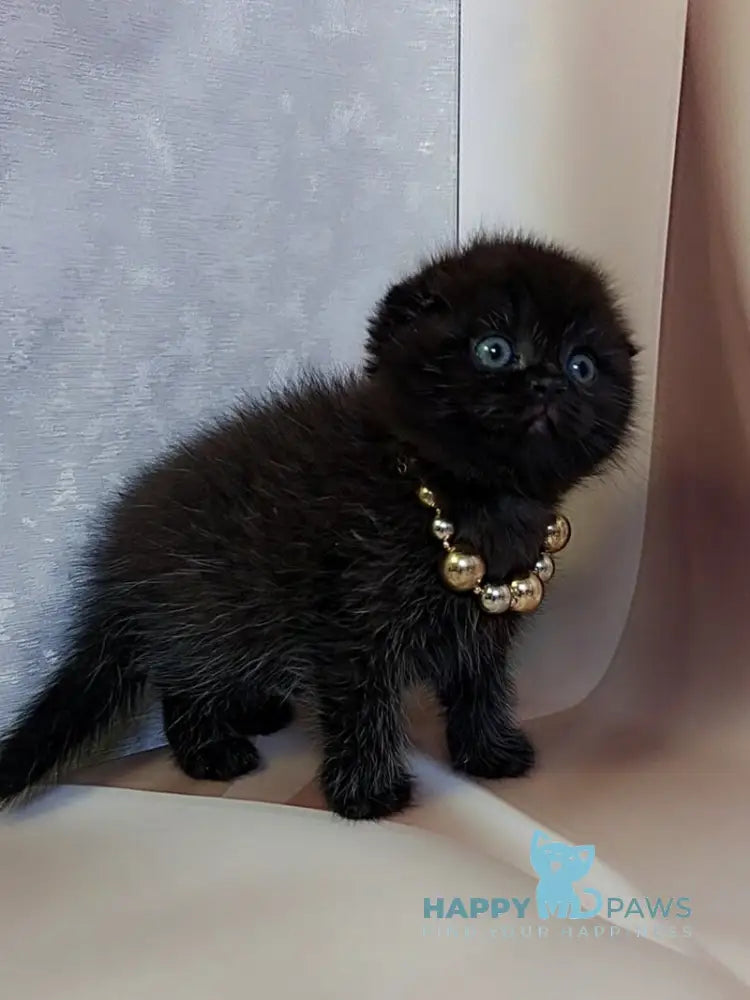 Maverick Scottish Fold male black - live animals