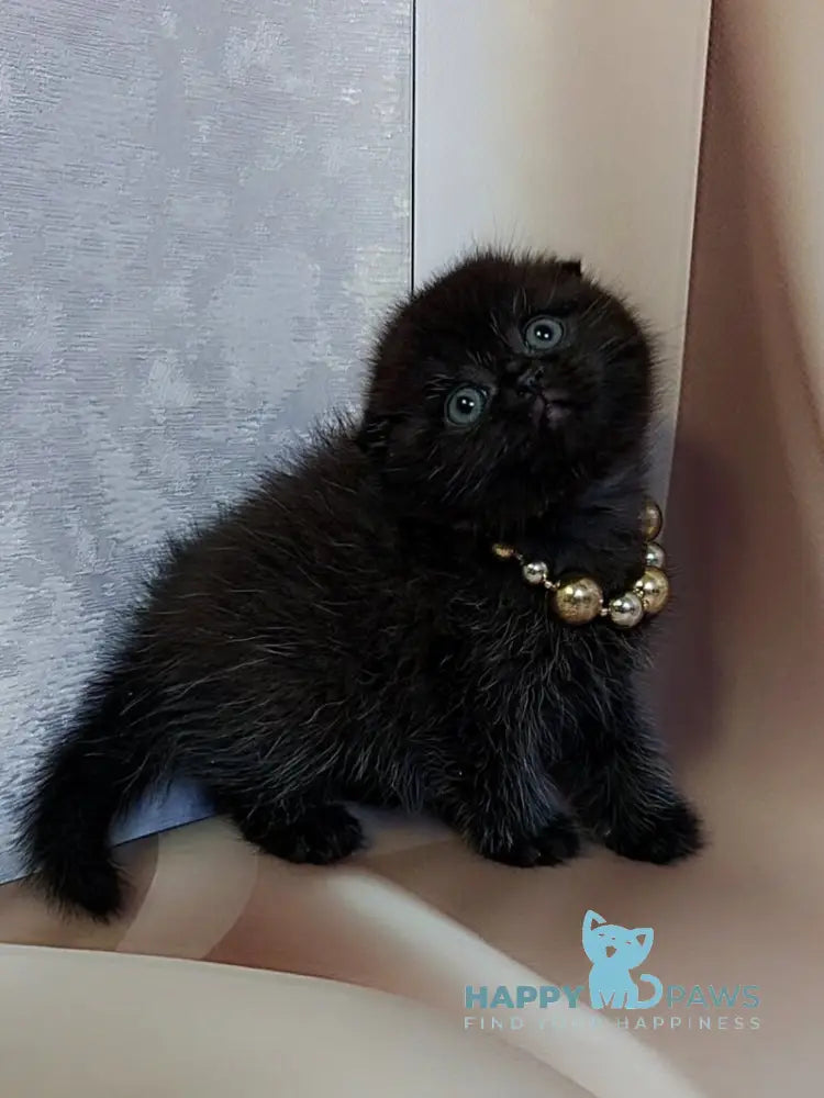 Maverick Scottish Fold male black - live animals