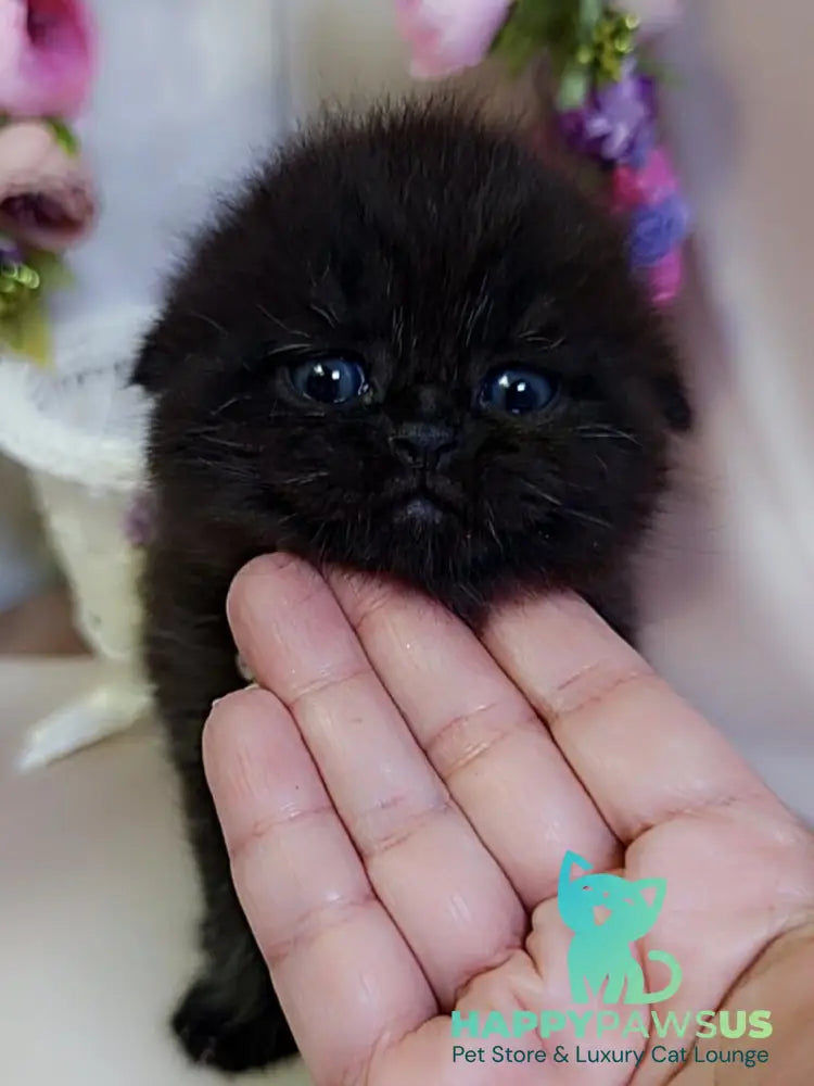 Maverick Scottish Fold male black - live animals