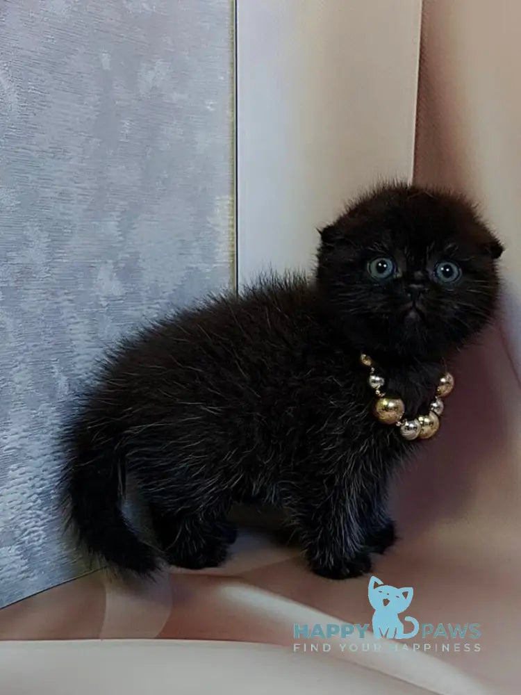 Maverick Scottish Fold male black - live animals