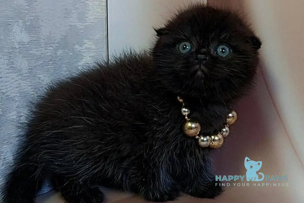 Maverick Scottish Fold male black - live animals