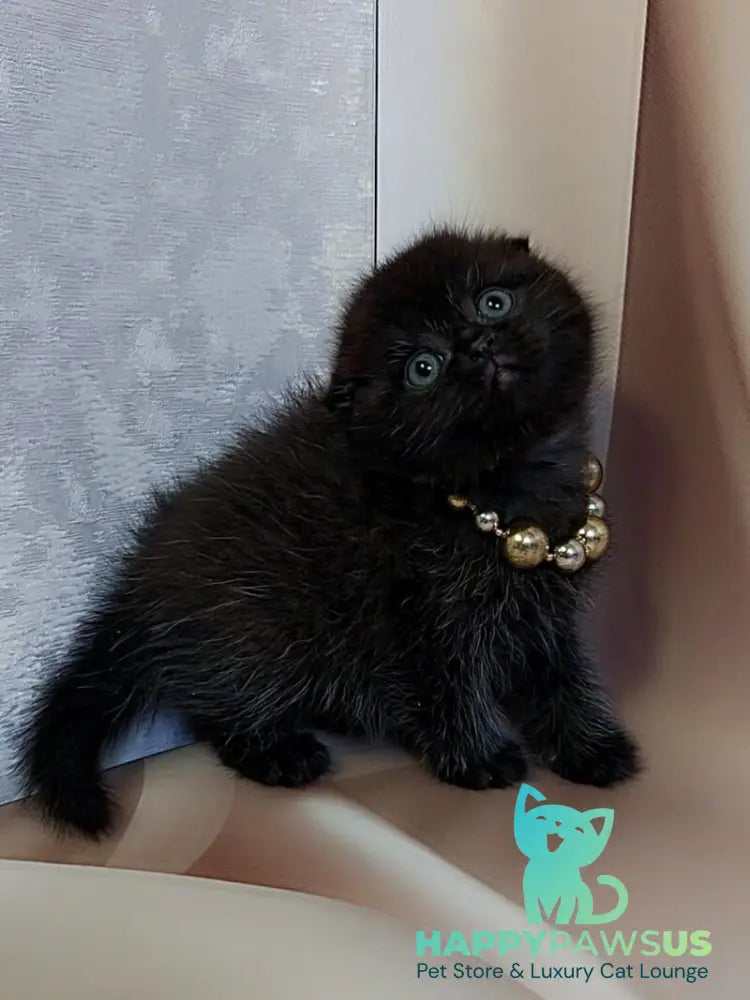 Maverick Scottish Fold male black - live animals