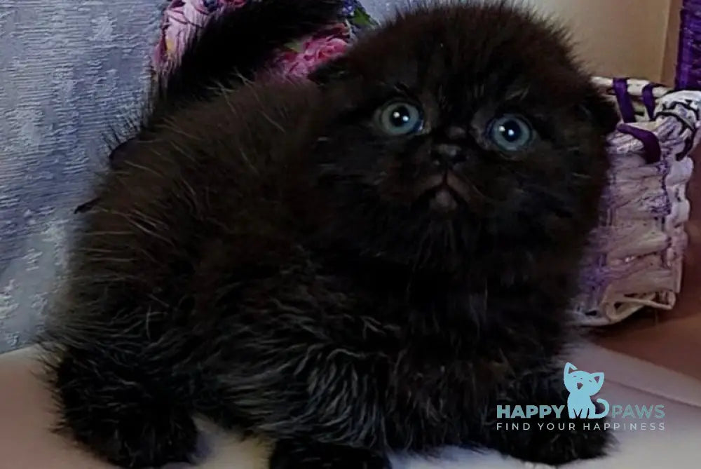 Maverick Scottish Fold male black - live animals