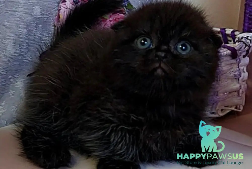 Maverick Scottish Fold male black - live animals