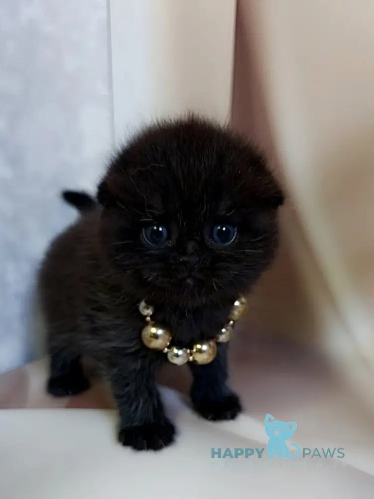 Maverick Scottish Fold male black - live animals