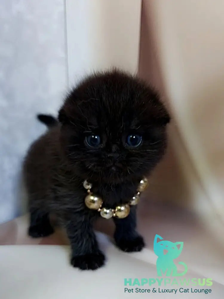 Maverick Scottish Fold male black - live animals