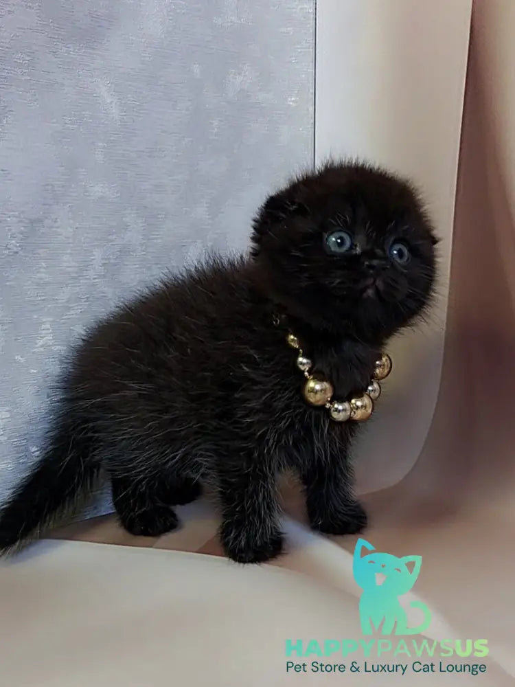 Maverick Scottish Fold male black - live animals