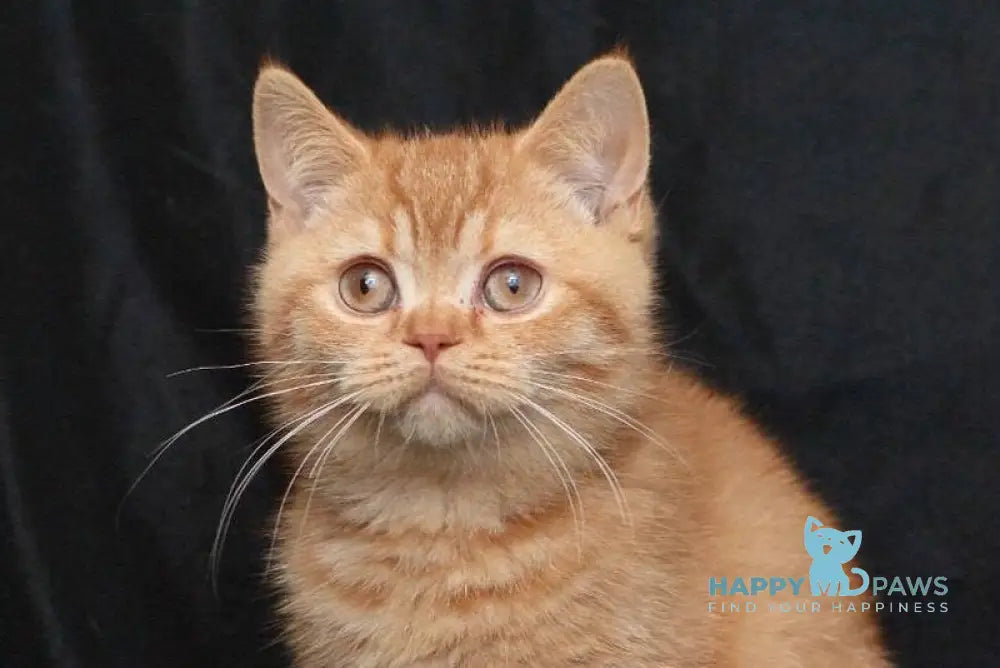 Mavik British Shorthair male cinnamon ticked tabby live animals
