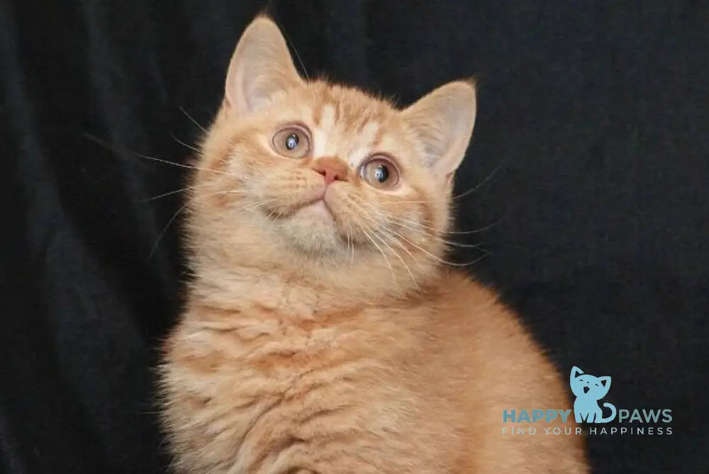 Mavik British Shorthair male cinnamon ticked tabby live animals