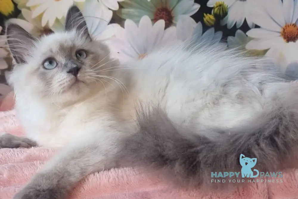 Mavka Siberian female blue pointed live animals