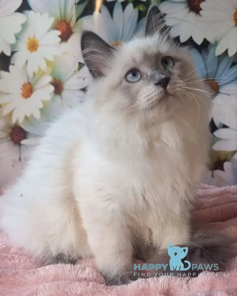 Mavka Siberian female blue pointed live animals