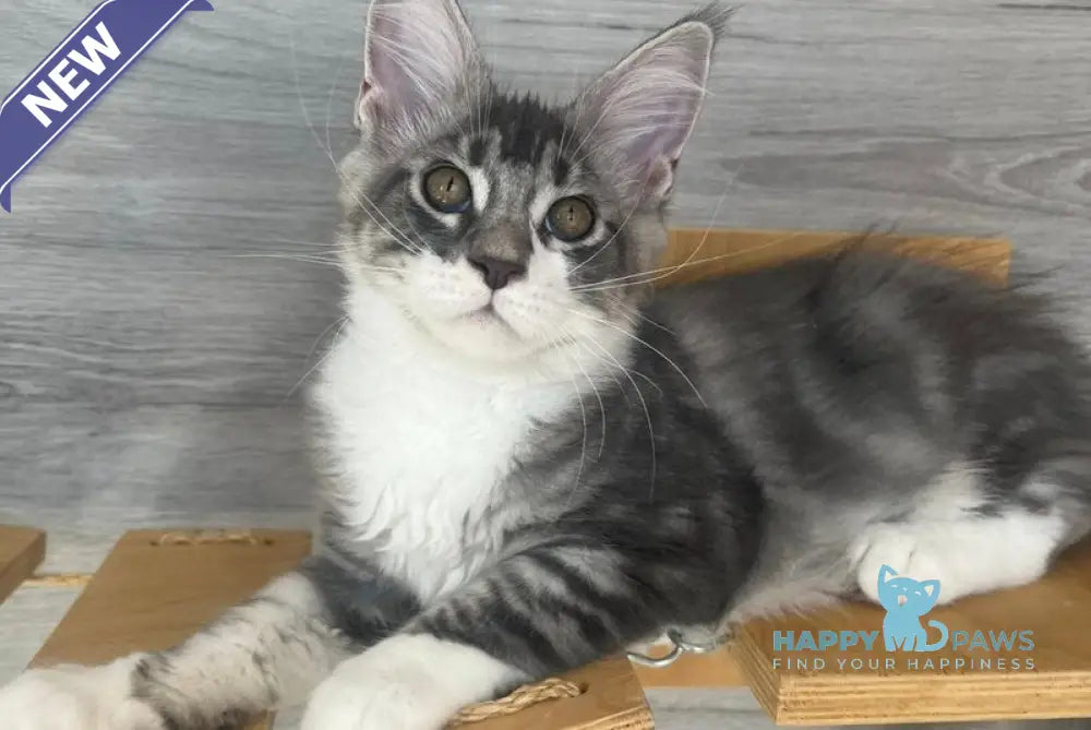 Mavrik Maine Coon male black silver tabby live animals