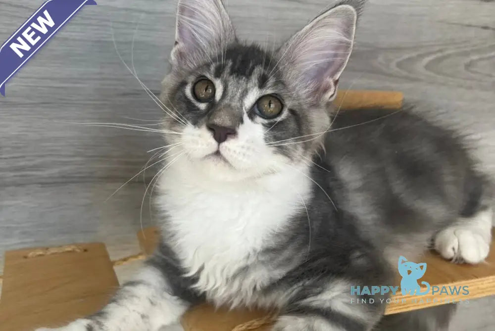Mavrik Maine Coon male black silver tabby live animals