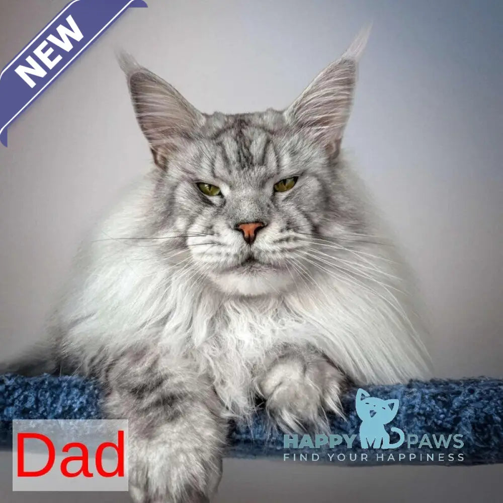 Mavrik Maine Coon male blue silver tabby live animals
