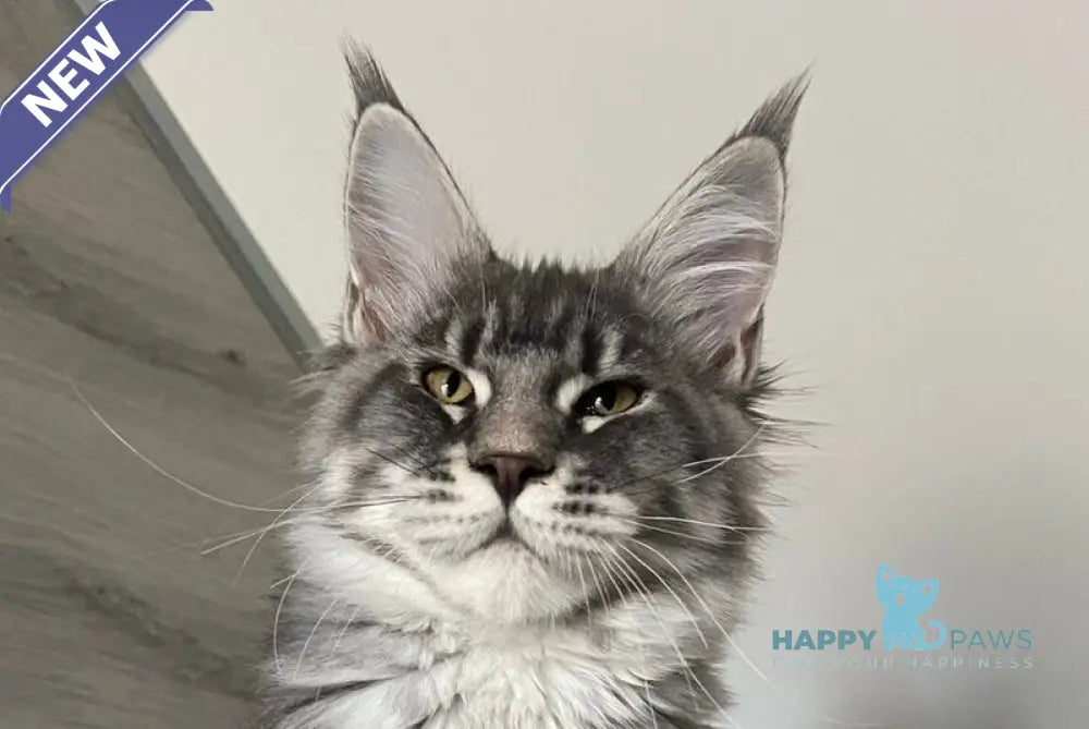Mavrik Maine Coon male blue silver tabby live animals