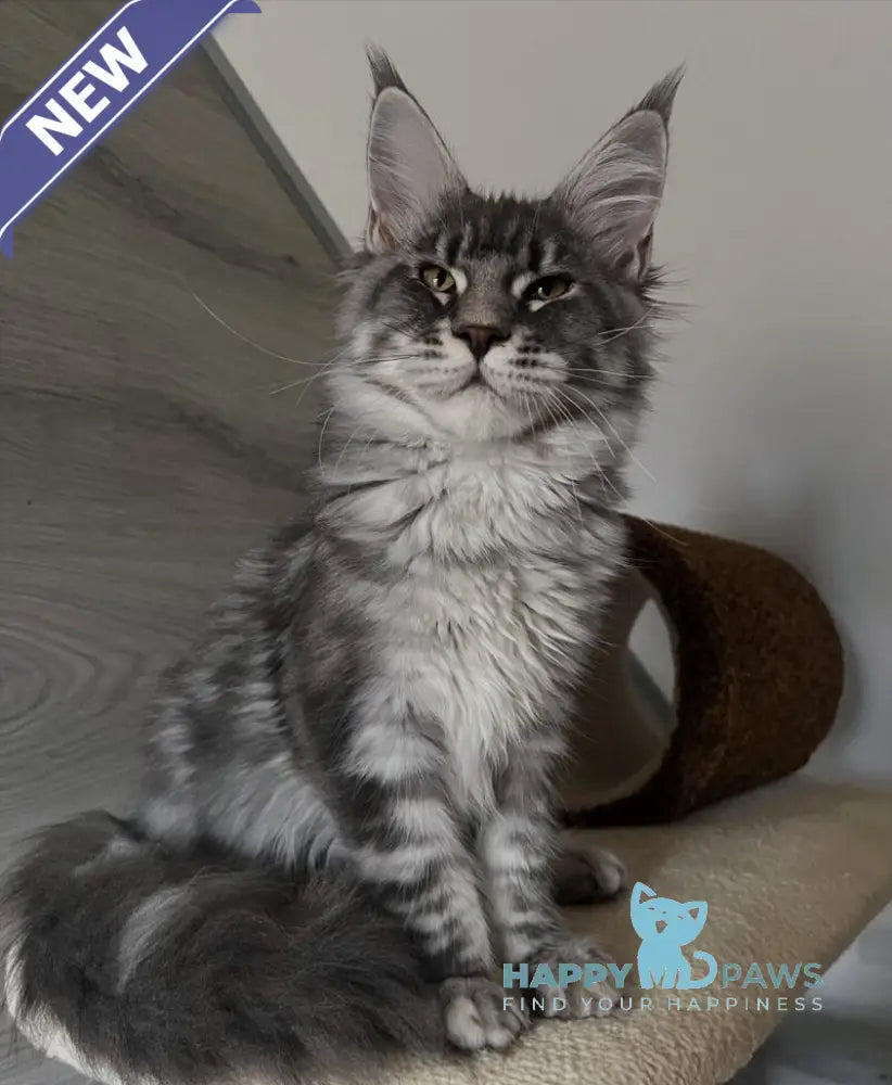 Mavrik Maine Coon male blue silver tabby live animals