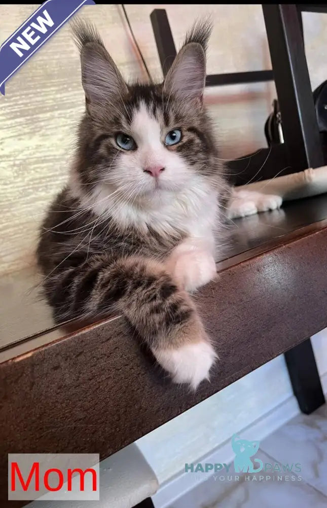 Mavrik Maine Coon male blue silver tabby live animals
