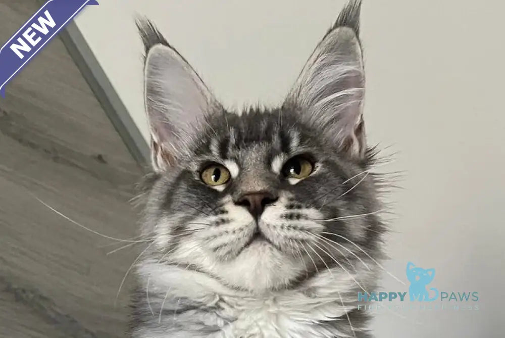 Mavrik Maine Coon male blue silver tabby live animals